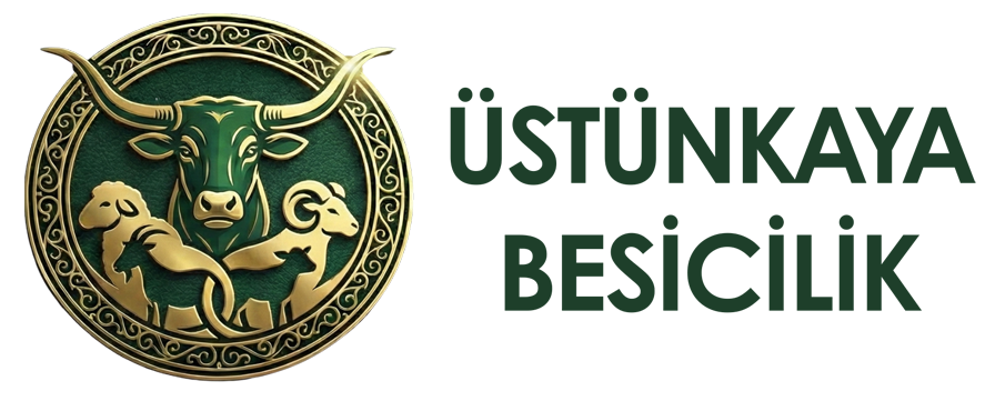 Adana Kurbanlık Satışı | Üstünkaya Besicilik – Büyükbaş Kurban, Küçükbaş Kurban, Adak ve Akika