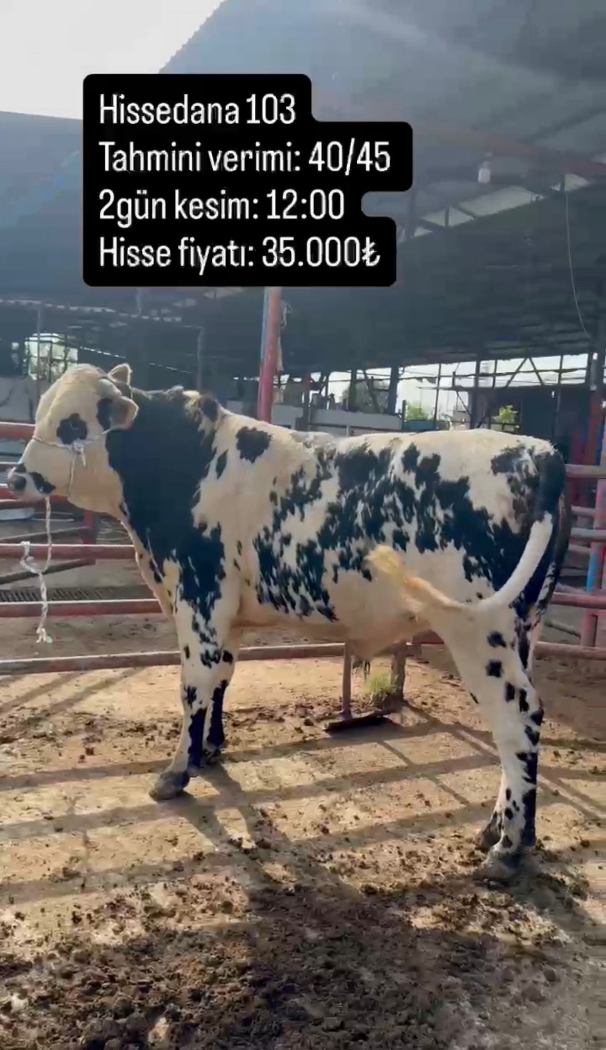 BÜYÜKBAŞ ERKEK DANA  HİSSE